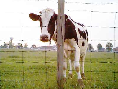cow image