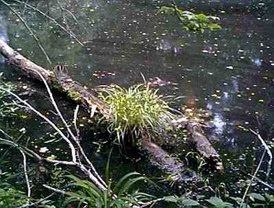 the pond